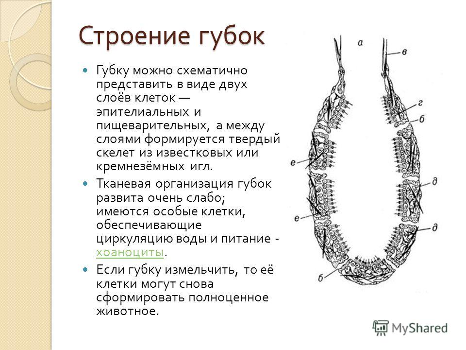 Губки рисунок биология