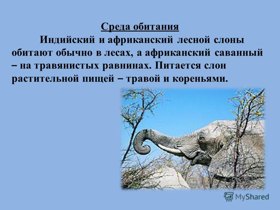 Среда обитания дзен рассказы. Среда обитания африканского слона. Слоны в среде обитания. Слон адаптация к среде обитания. Слон саванный среда обитания.