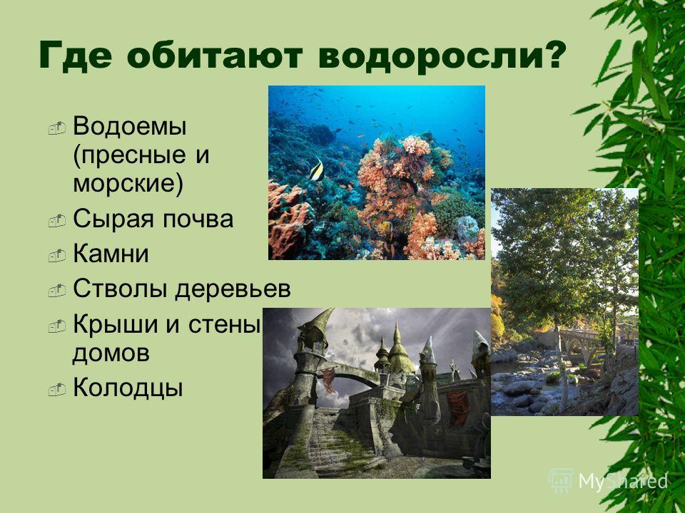 Где обитают водоросли. Водоросли обитают. Где живут водоросли. Где могут обитать водоросли. Где не обитают водоросли.