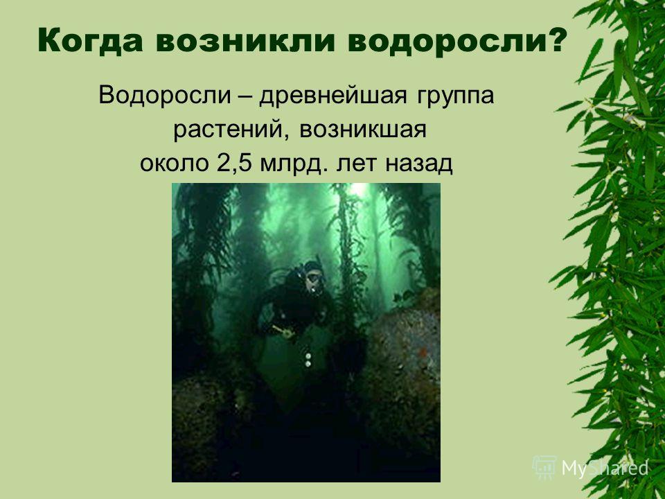 Появление первых водорослей