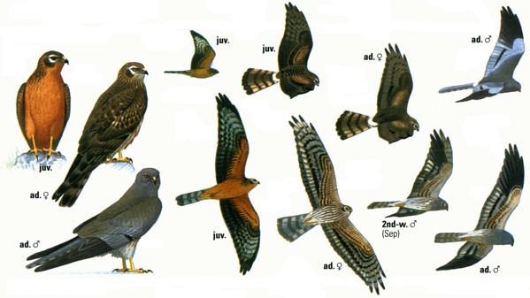 Хищные птицы северо запада россии фото с названиями