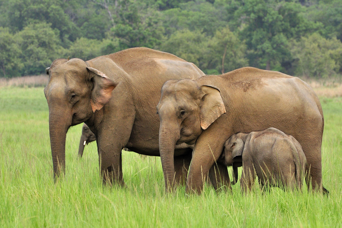 Сколько диких слонов. Азиатский индийский слон. Индийские слоны хоботные. Индийский слон индийский слон. Азиатский слон хоботные.