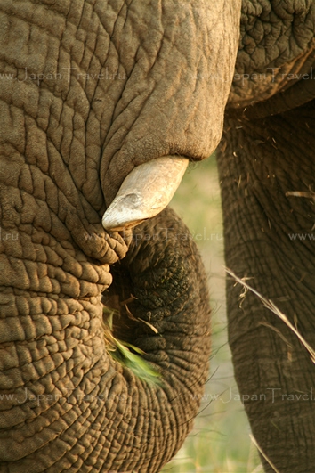 Толщина слоновьей кожи. Волосяной Покров слонов. Толщина шкуры слона африканского. Ресницы слона.