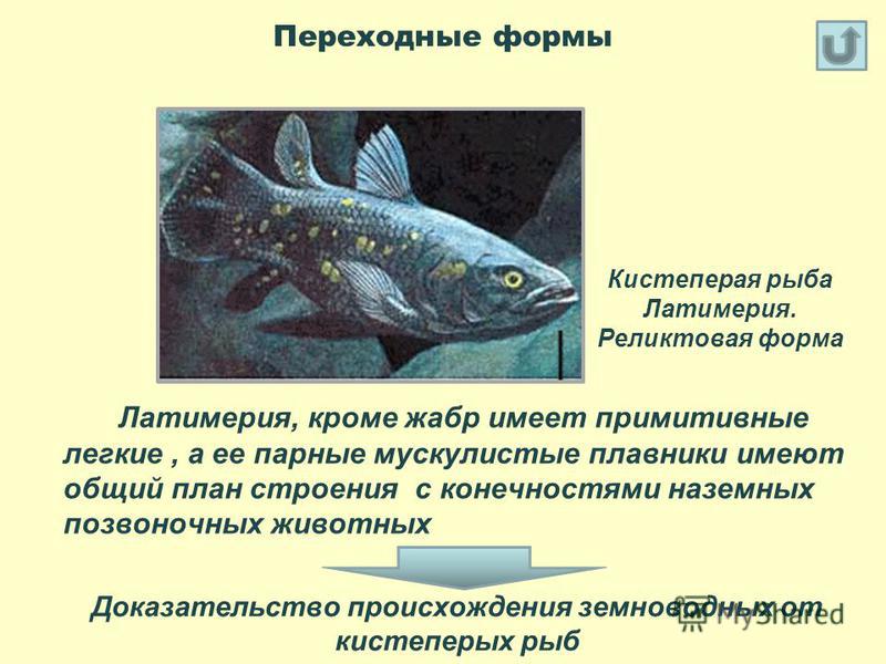 Какие особенности кистеперых рыб. Латимерия ареал обитания. Латимерия переходная форма между рыбами и земноводными. Латимерия стабилизирующий отбор. Плавники латимерии.