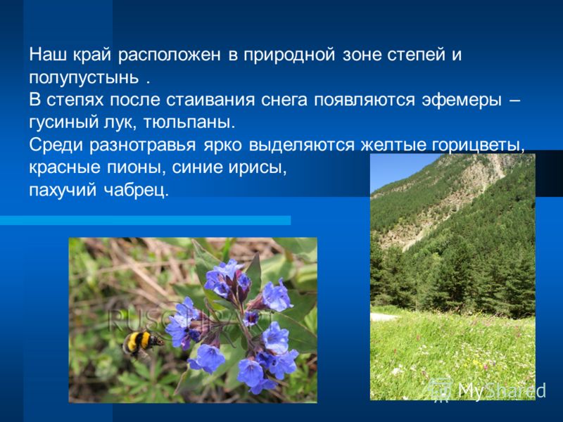 В каких природных зонах расположен краснодарский край. Растительный мир Ставропольского края. Растения родного края.