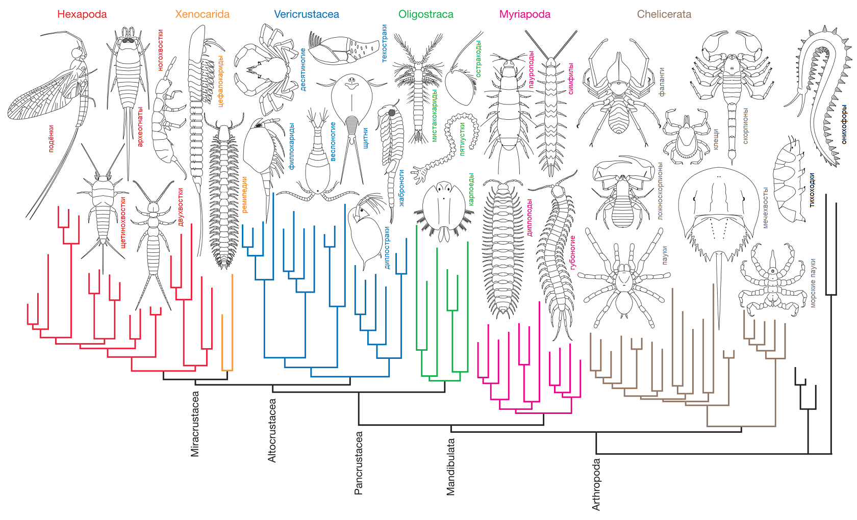 Как происходила эволюция членистоногих. Схема развития членистоногих. Классификация членистоногих схема. Эволюционное Древо членистоногих. Филогенетическое дерево насекомых.