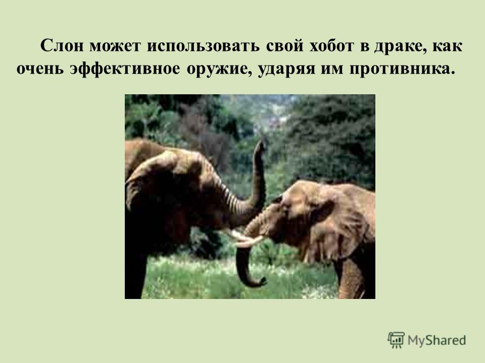 Возникновение хобота у слона можно объяснить. Зачем слону нужен хобот. Функции хобота у слона. Зачем слону хобот для детей. Как устроен хобот слона.