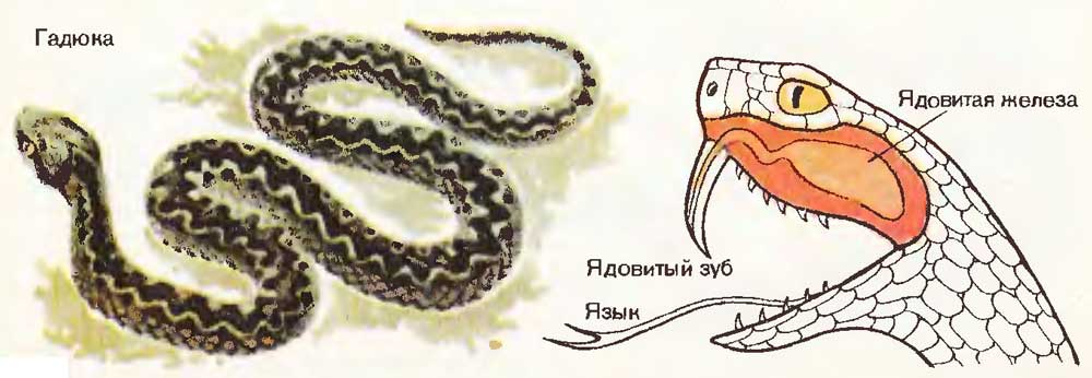 Рисунок на спине гадюки как выглядит