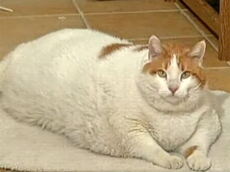 Толстого кота в мире. Химми кот толстый. Самый толстый кот в мире химми. Кот химми 21 кг. Очень жирный кот.