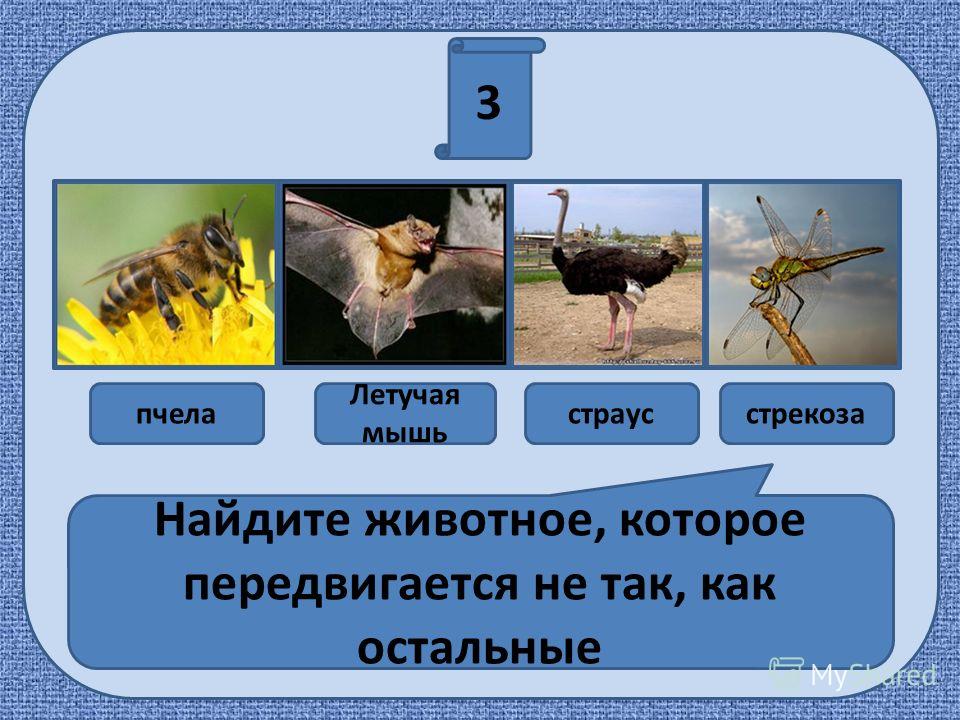 Кроссворд по наземно воздушной среде обитания. Адаптация страусов к среде обитания. Стрекоза приспособление к среде. Приспособления страуса к среде обитания. Приспособленность к среде обитания страуса.