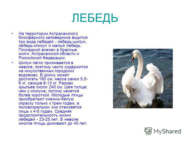 Лебедь какой прилагательные. Лебедь шипун место обитания. Животные Астраханской области занесенные в красную книгу. Лебедь шипун сообщение для 2 класса. Краснокнижные птицы Астраханской области.