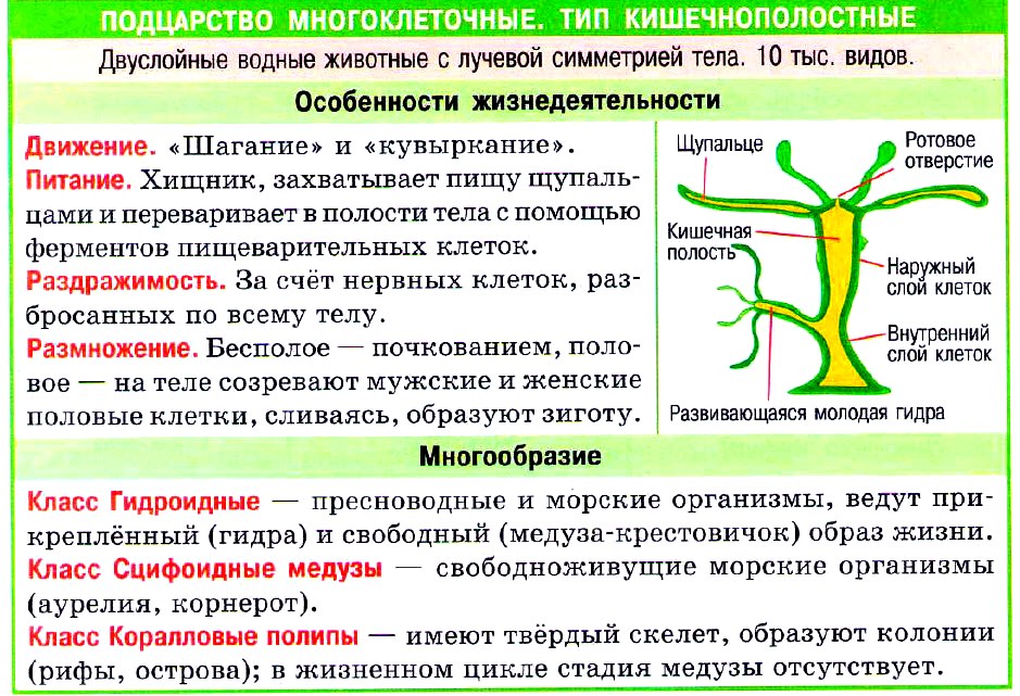 Тип кишечнополостные презентация 7 класс биология