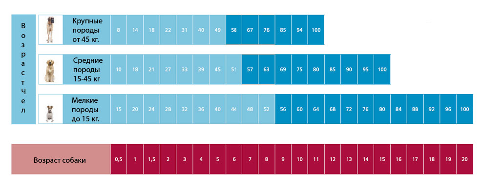 Таблица возраста собак мелких пород. Собачий Возраст по человеческим меркам таблица средних пород. Таблица возраста собак по человеческим меркам крупных пород. Собачий Возраст по человеческим таблица мелких пород.
