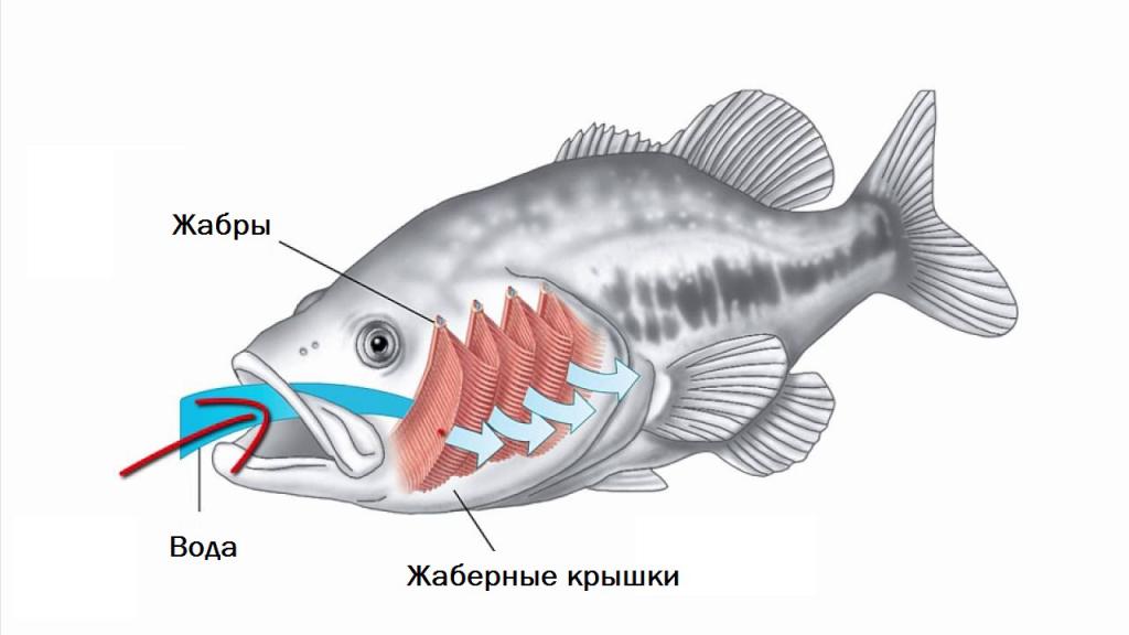 Строение жабр рыб рисунок